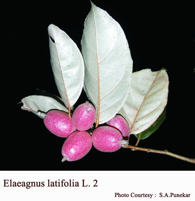Elaeagnus latifolia L. 2